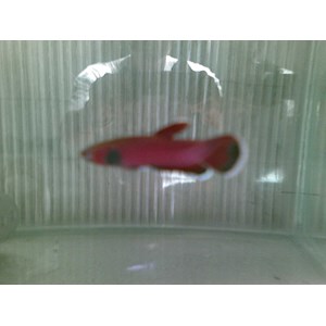 Aneson Fish