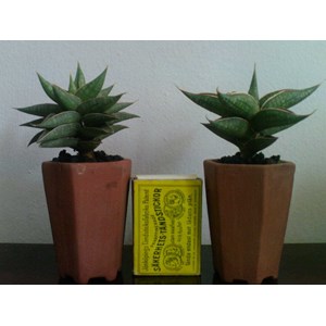 Elno Sansevieria