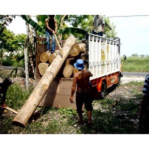 Galery Kayu Log Bali