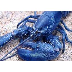 Raja Lobster