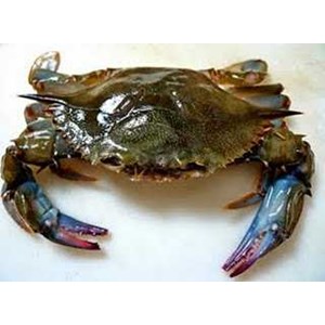 Terang_Laut