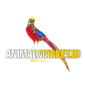 Animalmarket.id