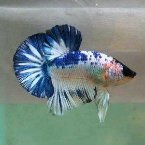 Diamond Betta Collection