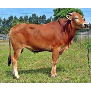 Jual Sapi Limosin