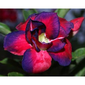 Adenium 88