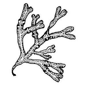 Algae Bantaeng