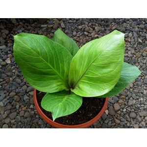 Daun Super