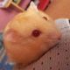 Jual Hamster Dan Kucing Angora Dan Persia Di Jepara Pati Kudus Demak Semarang Dan Kendal