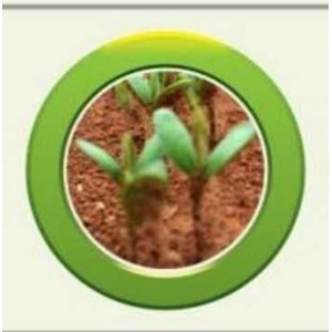 Jual Pupuk Rhizobium Penjual Rhizobium Harga Bakteri Rhizobium