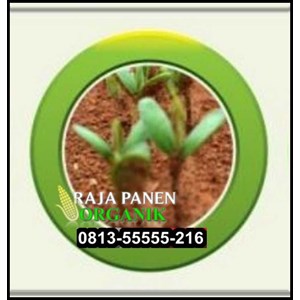 Jual Rhizobium Pupuk Rhizobium Harga Pupuk Rhizobium Floraone Rhizobium Distributor Rhizobium