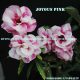 Mufid Adenium Nursery