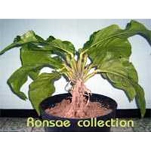Ronsae Colection