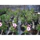 Venus Adenium