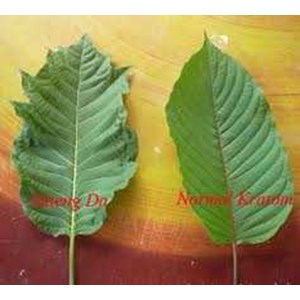 Kratom Fresh Borneo