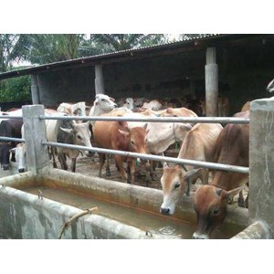 CV. Bibit Sapi