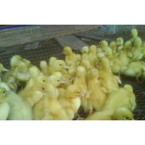 CV. Mutiara Ternak
