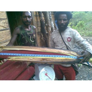 Sari Buah Merah Dan Sarang Semut ( Myrmecodia Pendans) Asli Wamena Papua