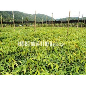 CV. Rimba Nusa Flona
