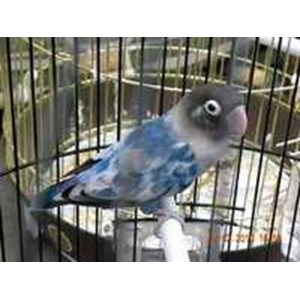 Solo Lovebird